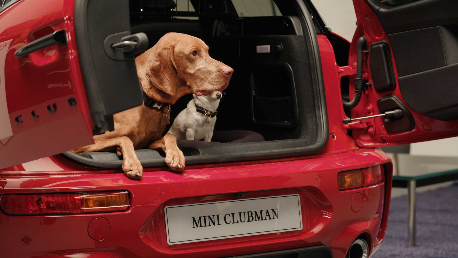 MINI OPENS ITS DOORS TO PAWS WITH DOGS TRUST UK