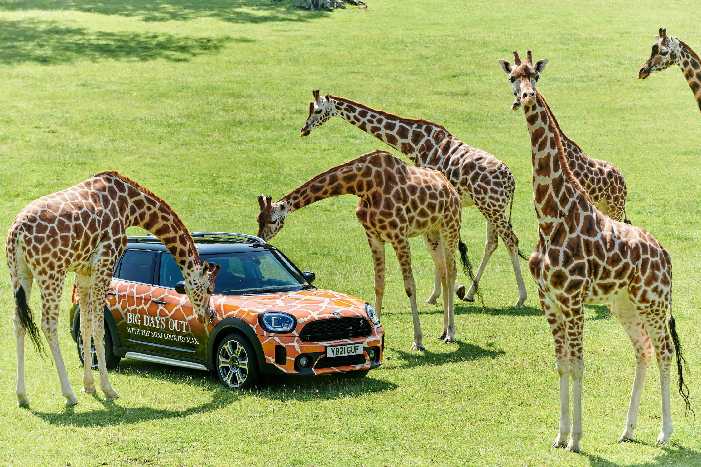 longleat safari car park