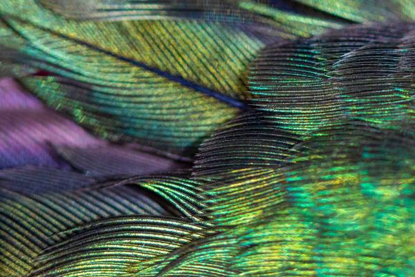 HUMMINGBIRD FEATHERS: INSPIRATION FOR THE PHANTOM HUMMINGBIRD'S MARQUETRY